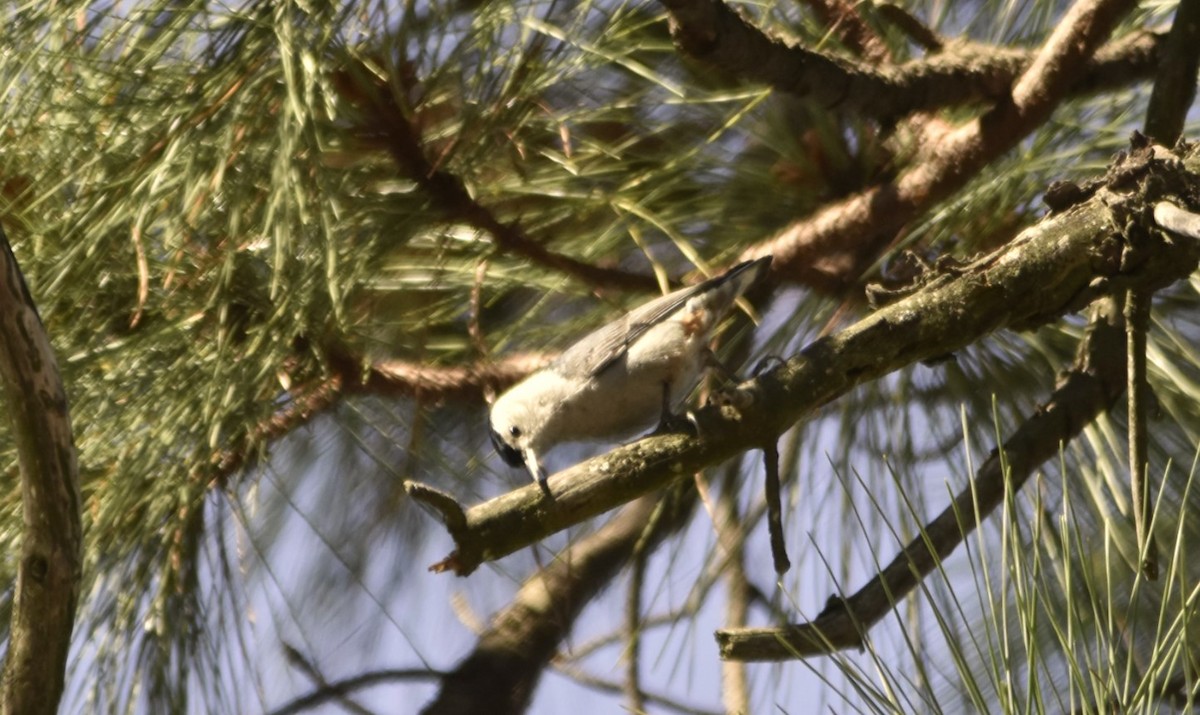 White-breasted Nuthatch - ML142678821