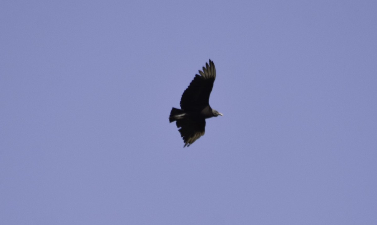 Black Vulture - ML142678921