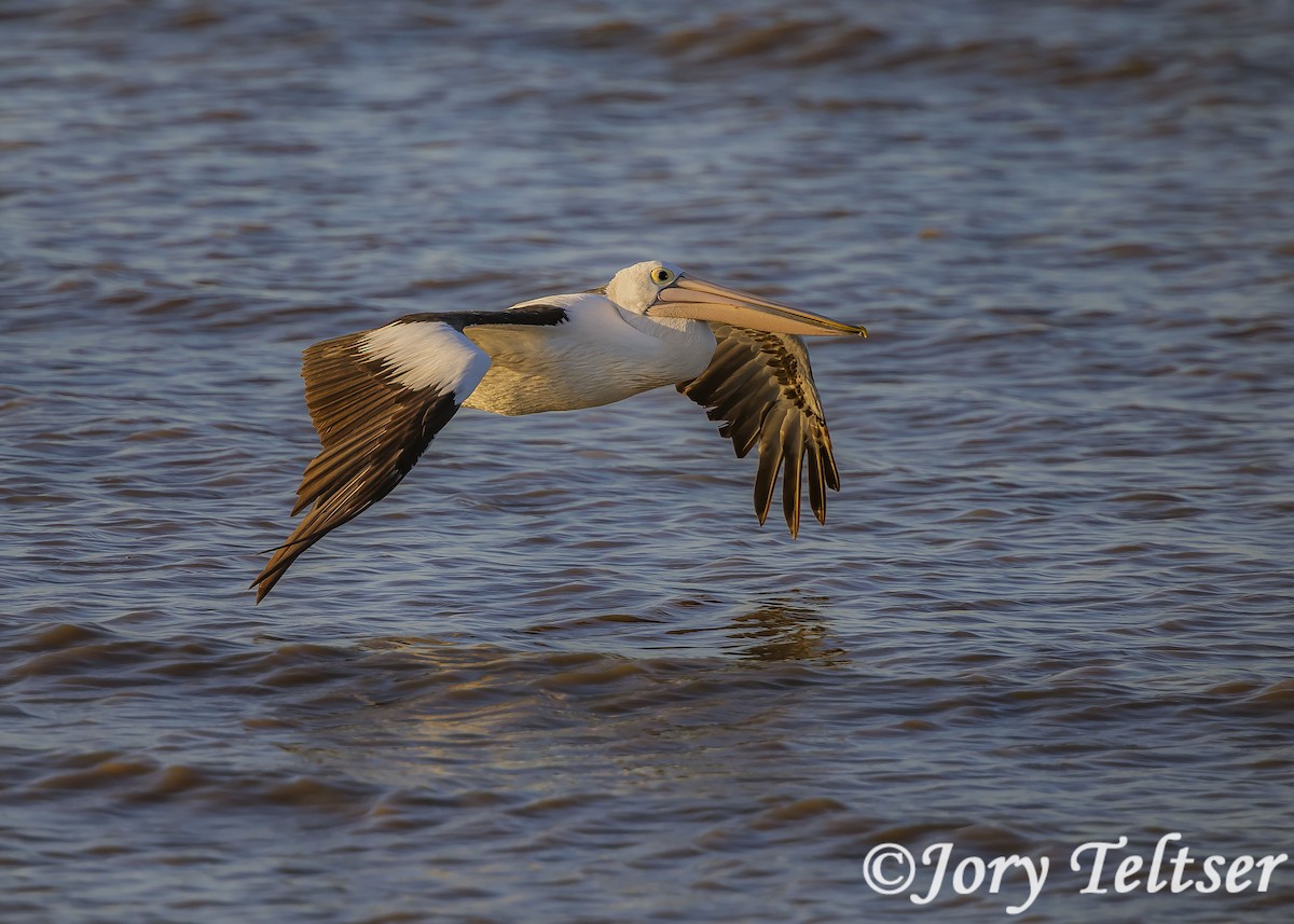Australian Pelican - Jory Teltser