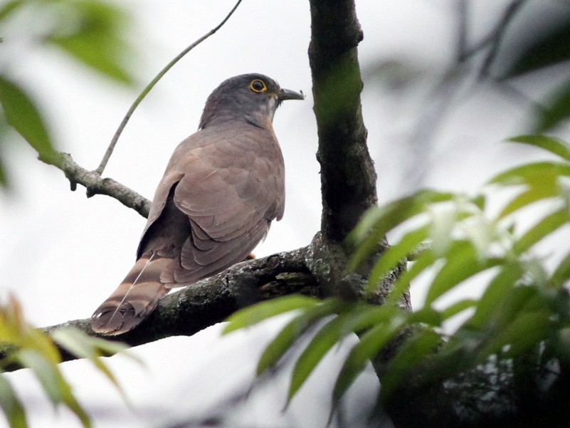 Large Hawk-Cuckoo - handbird CHen