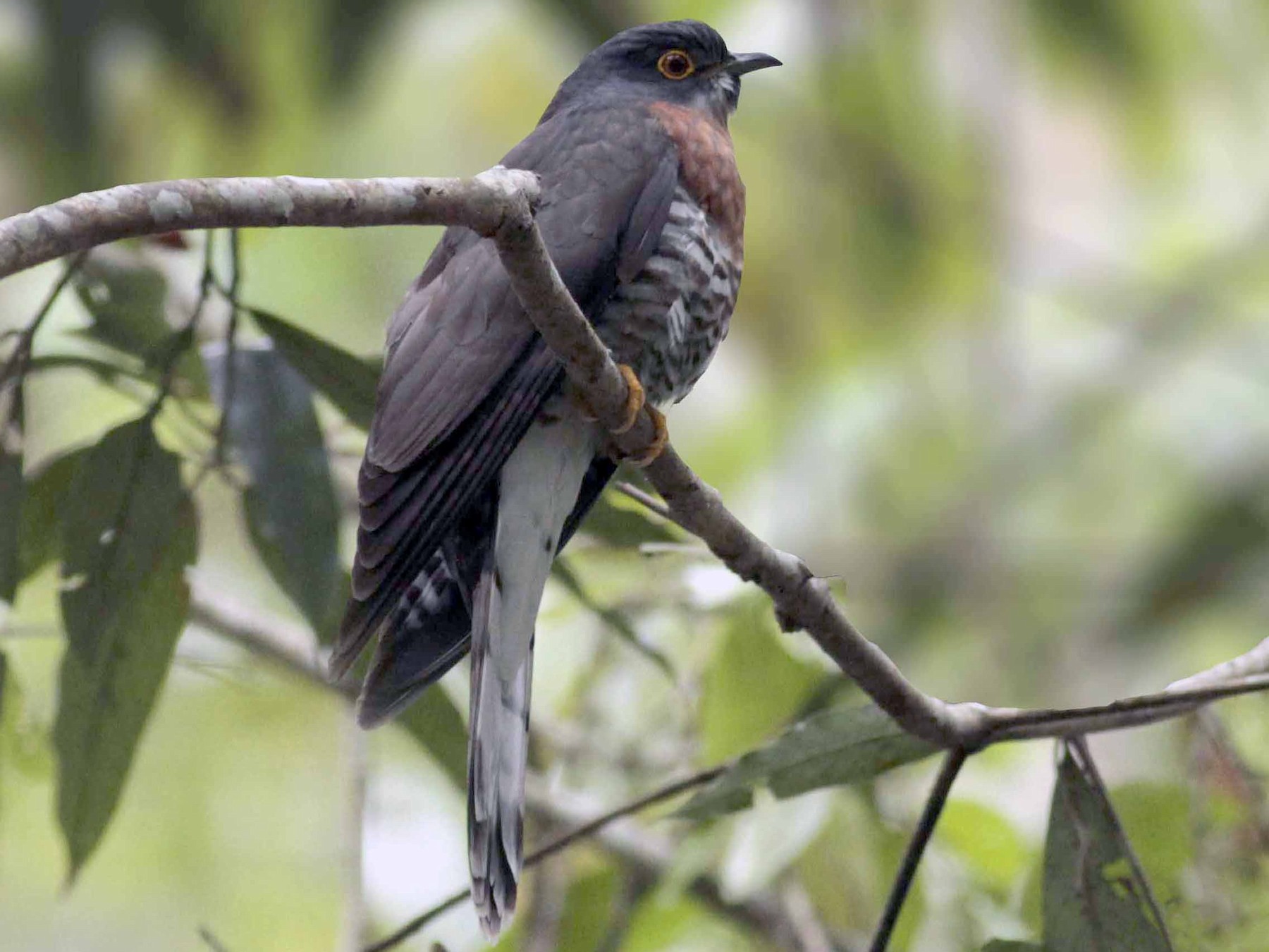 Large Hawk-Cuckoo - Sathyan Meppayur