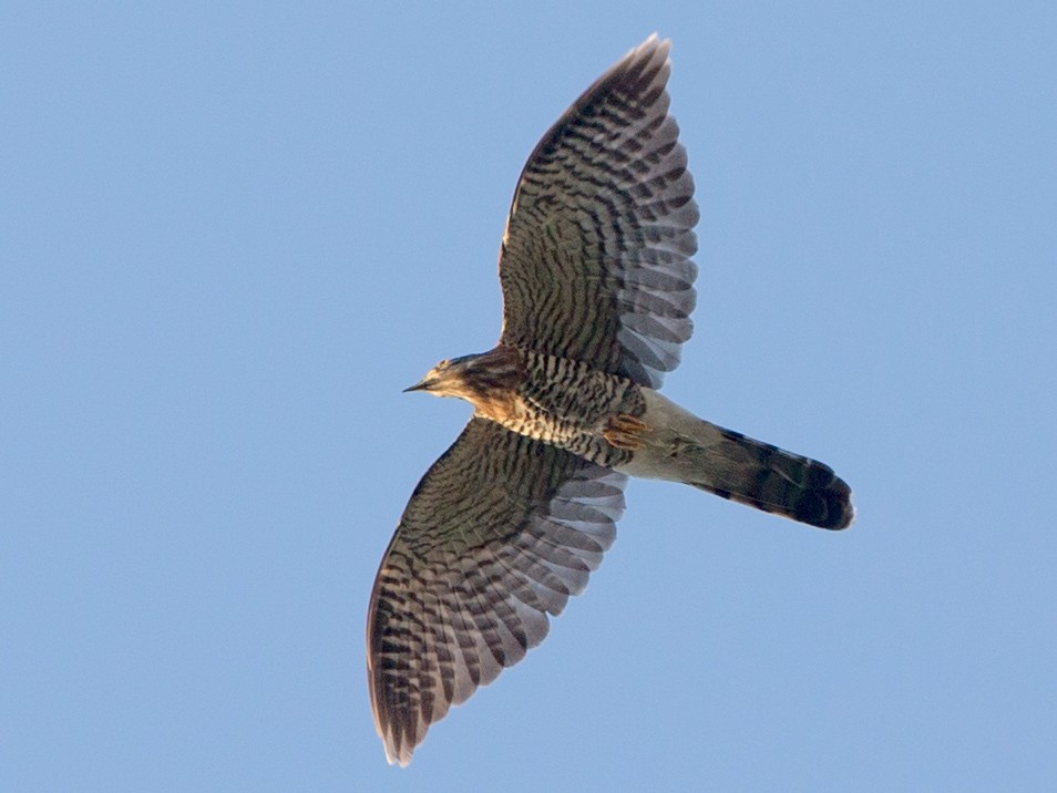 Large Hawk-Cuckoo - Adrian Boyle