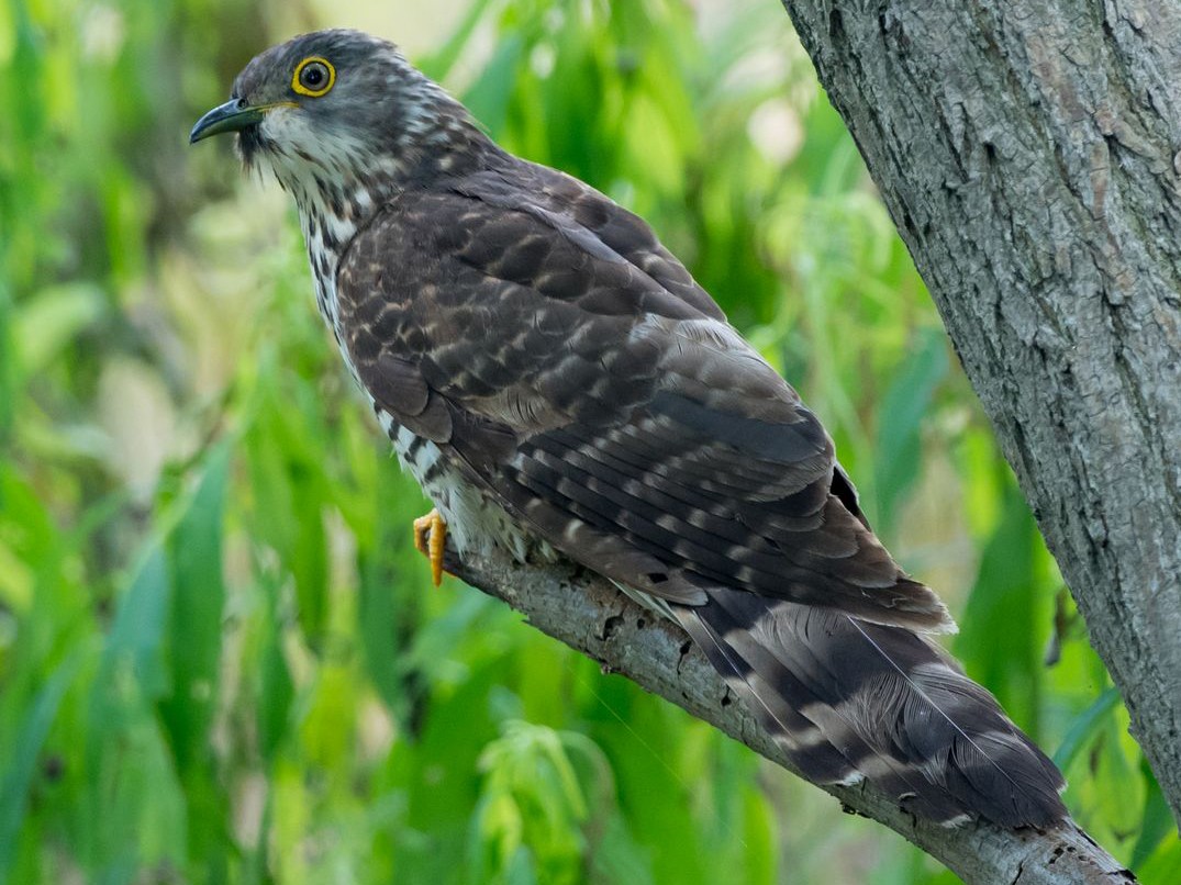 Large Hawk-Cuckoo - Kai Pflug