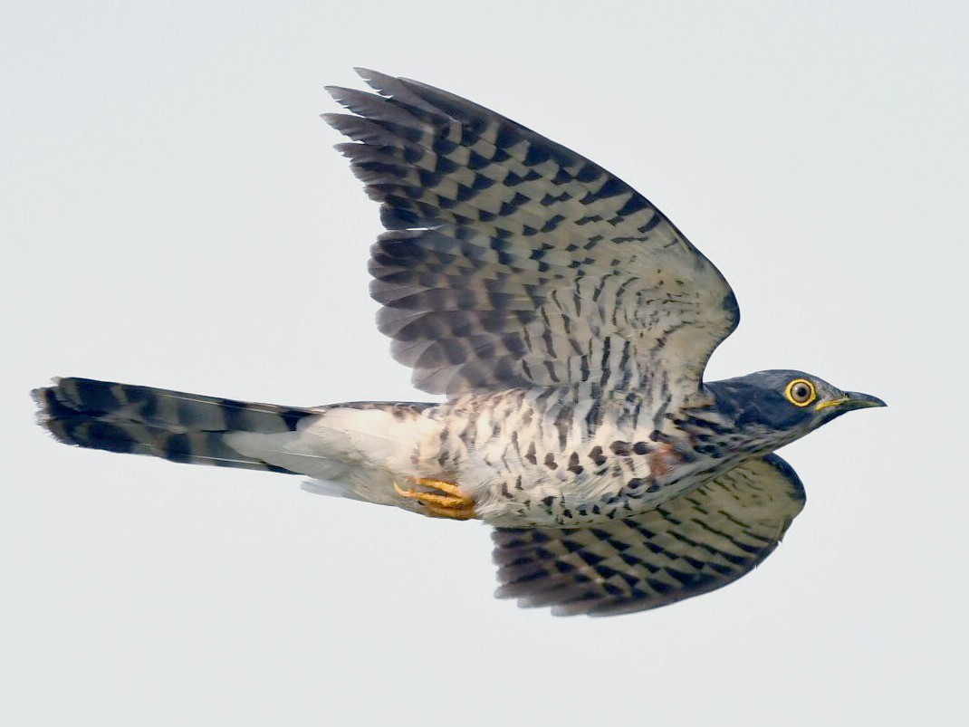 Large Hawk-Cuckoo - Adrian Silas Tay