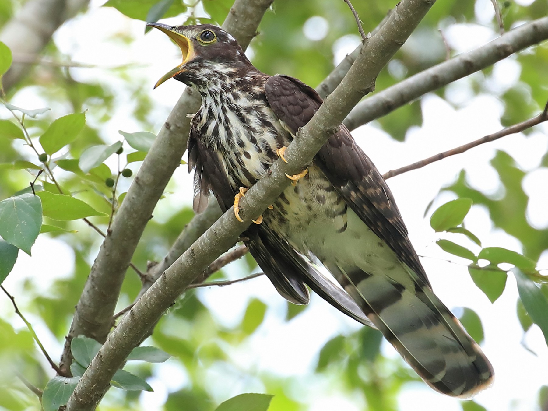 Large Hawk-Cuckoo - Chun Fai LO