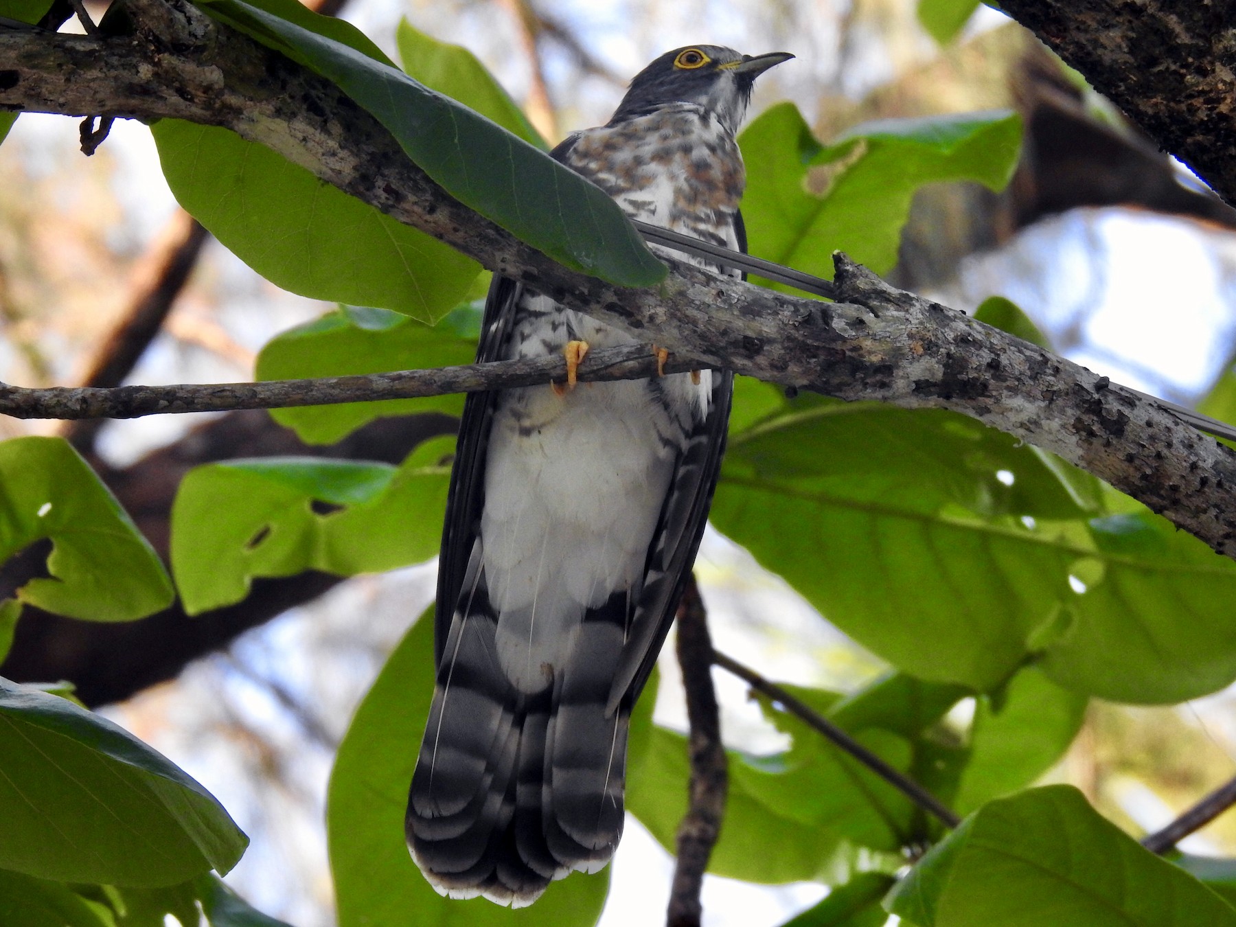 Large Hawk-Cuckoo - David Ratcliffe