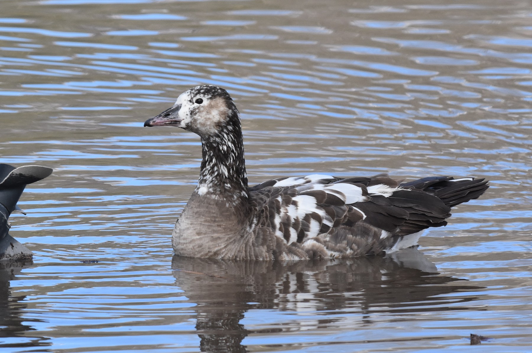 Graylag x Canada Goose hybrid eBird