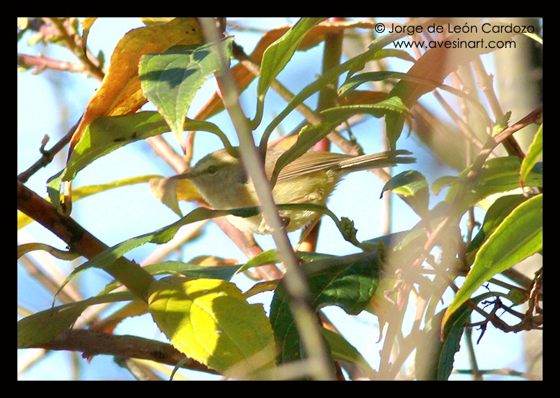 Brownish-flanked Bush Warbler - Susan Hochgraf