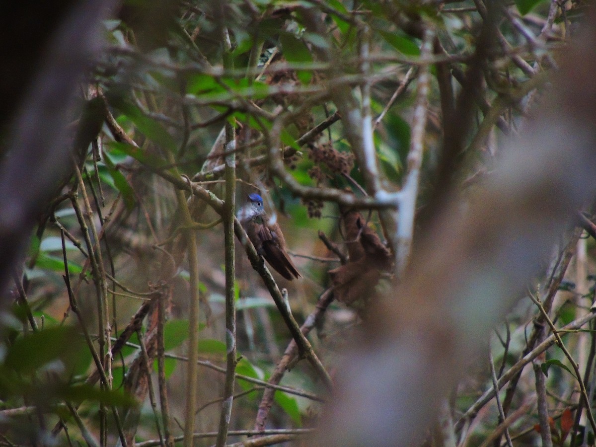 Azure-crowned Hummingbird - ML142690301