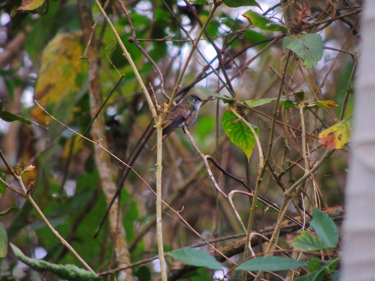 Azure-crowned Hummingbird - ML142690461