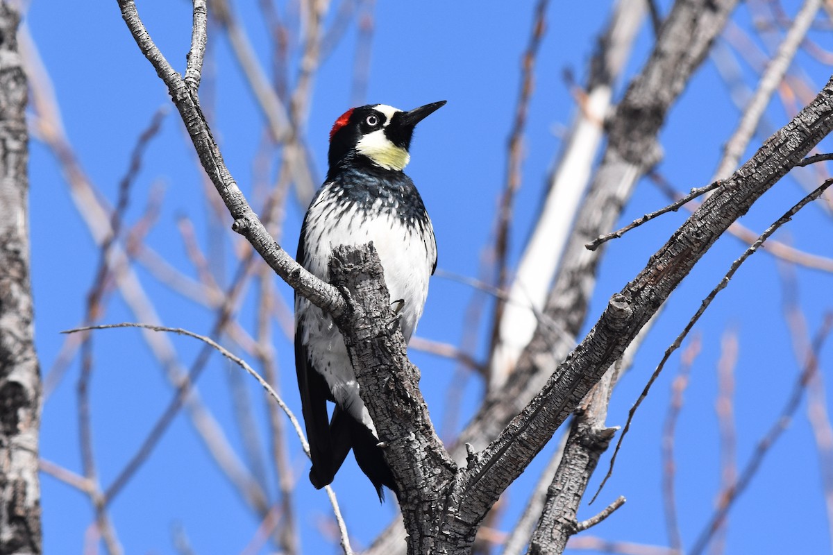 Acorn Woodpecker (Acorn) - Caleb Strand