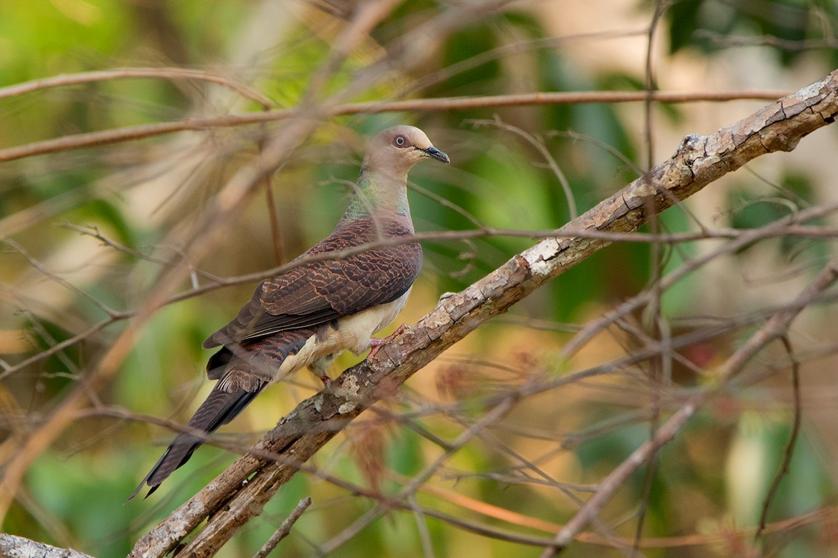 Barred Cuckoo-Dove - Ayuwat Jearwattanakanok