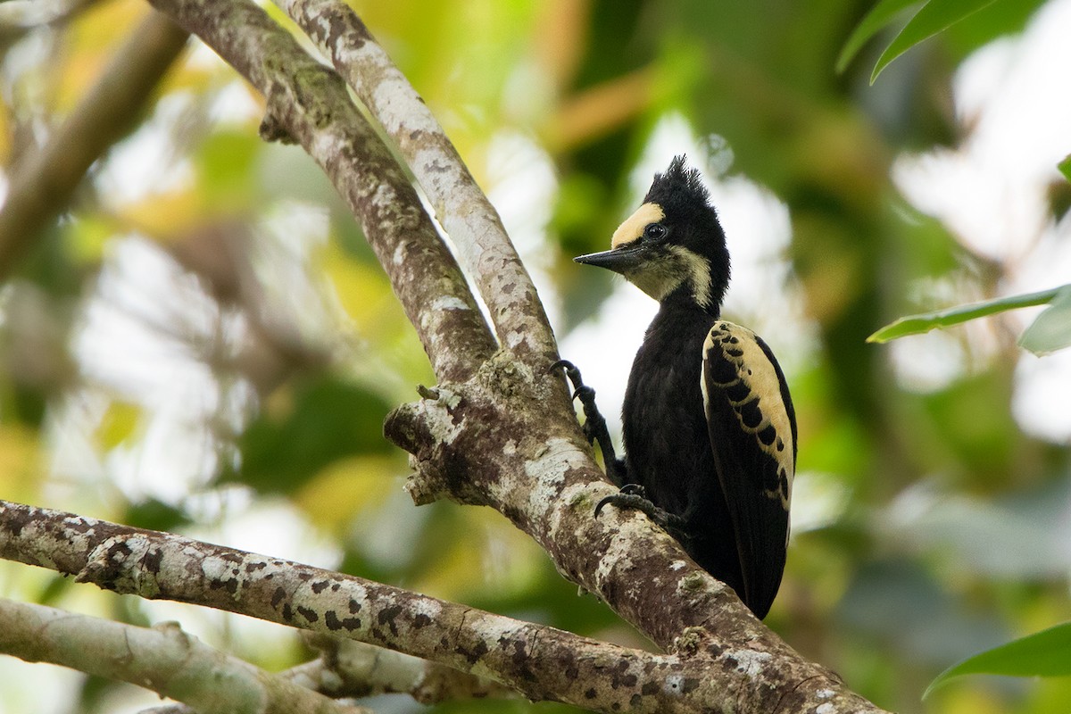 Heart-spotted Woodpecker - Ayuwat Jearwattanakanok