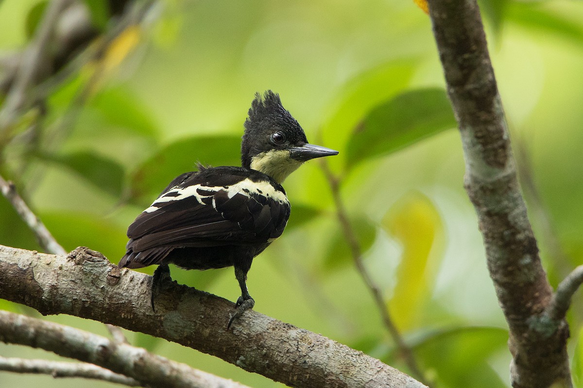 Heart-spotted Woodpecker - Ayuwat Jearwattanakanok
