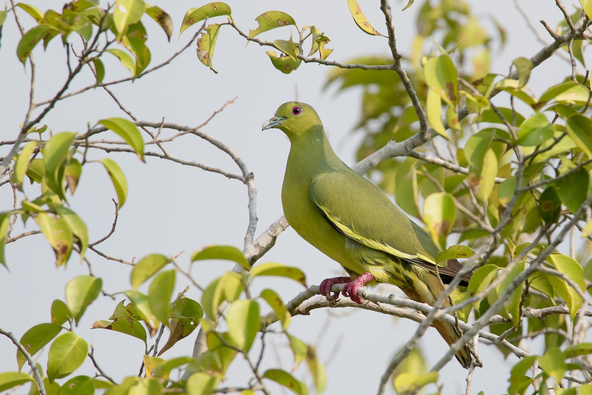 Pink-necked Green-Pigeon - Ayuwat Jearwattanakanok