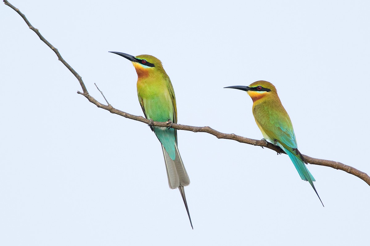 Blue-tailed Bee-eater - ML142692901