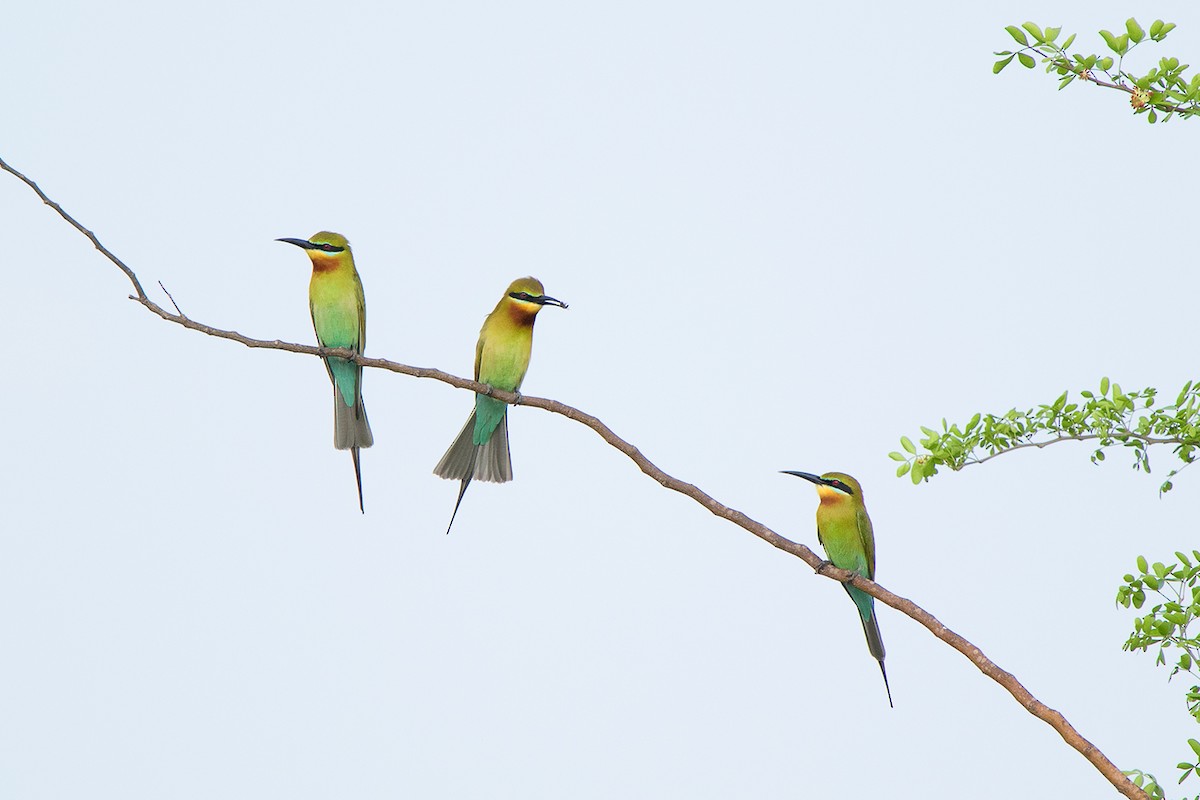 Blue-tailed Bee-eater - ML142692911
