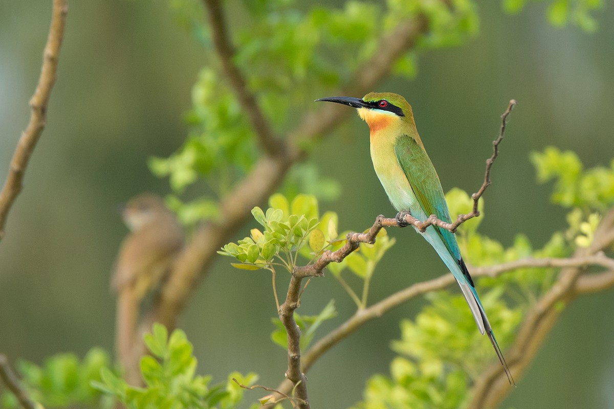 Blue-tailed Bee-eater - ML142692921