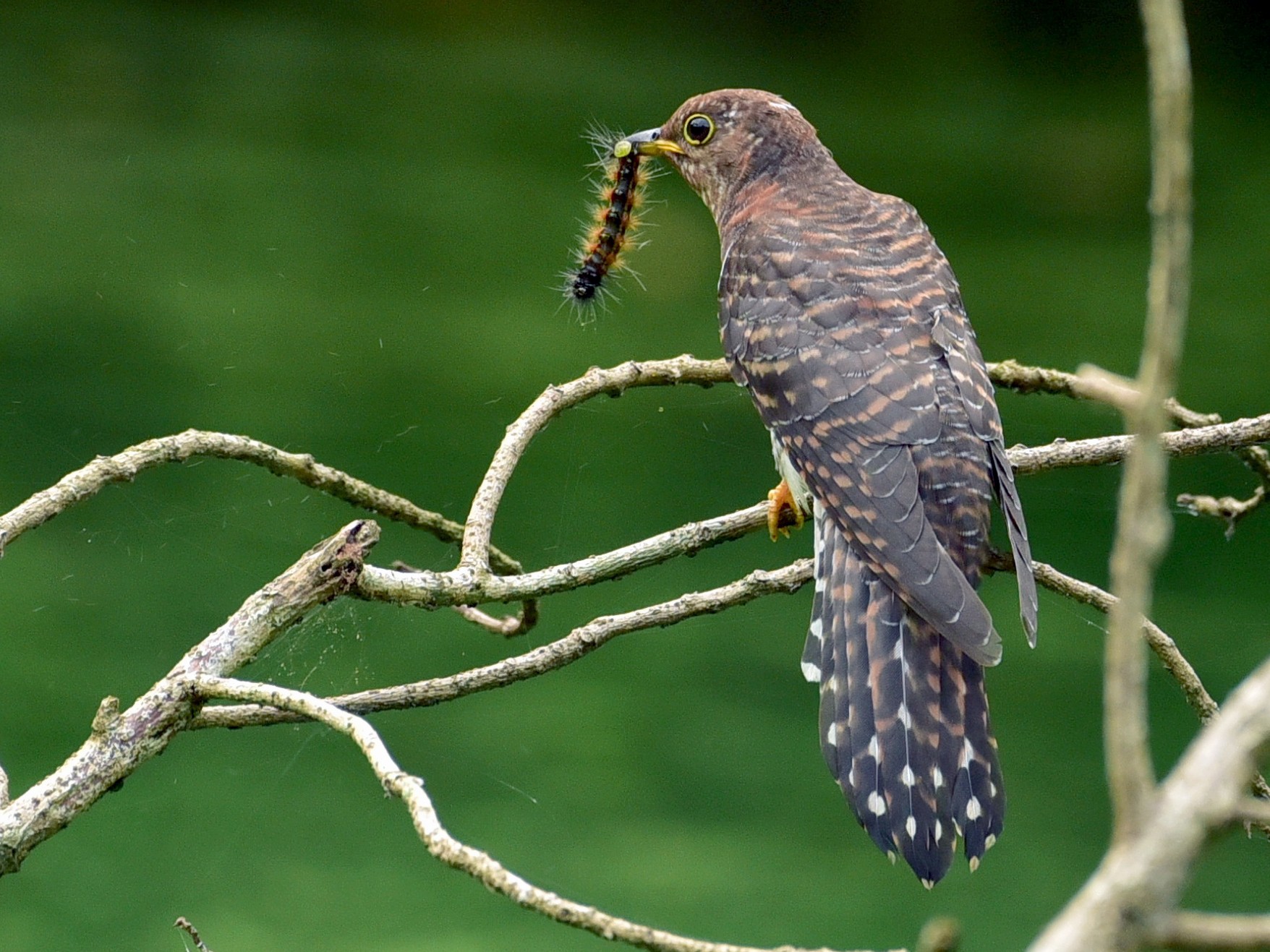 Lesser Cuckoo - Jamaludheen Karivelil