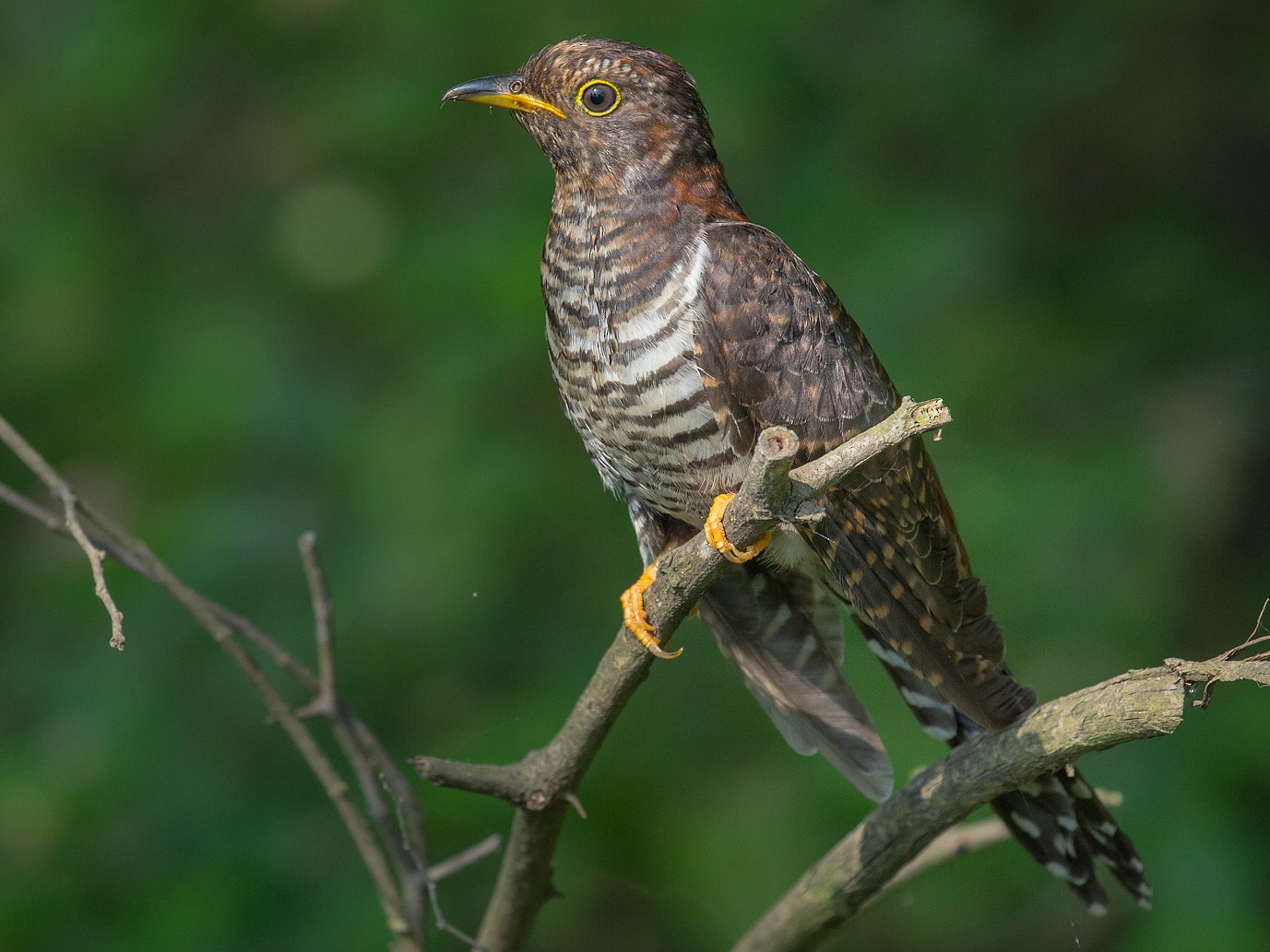 Lesser Cuckoo - Saurabh Sawant