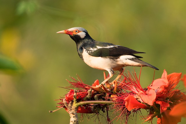 Asian Pied Starling (Asian)