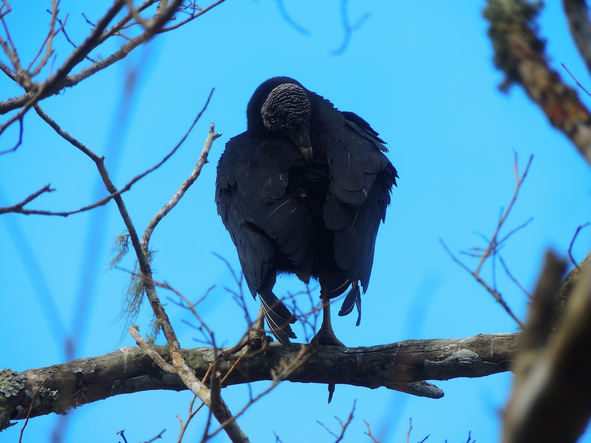 Black Vulture - ML142693491