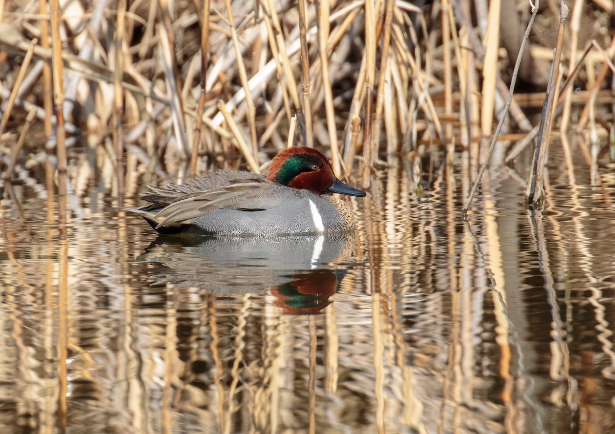 Green-winged Teal (American) - Brian Bunting