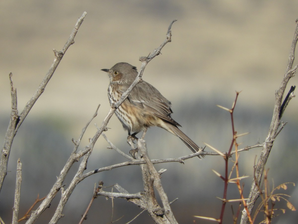eBird Checklist 25 Feb 2018 Stateline Rd. (Cochise Co.) 12 species