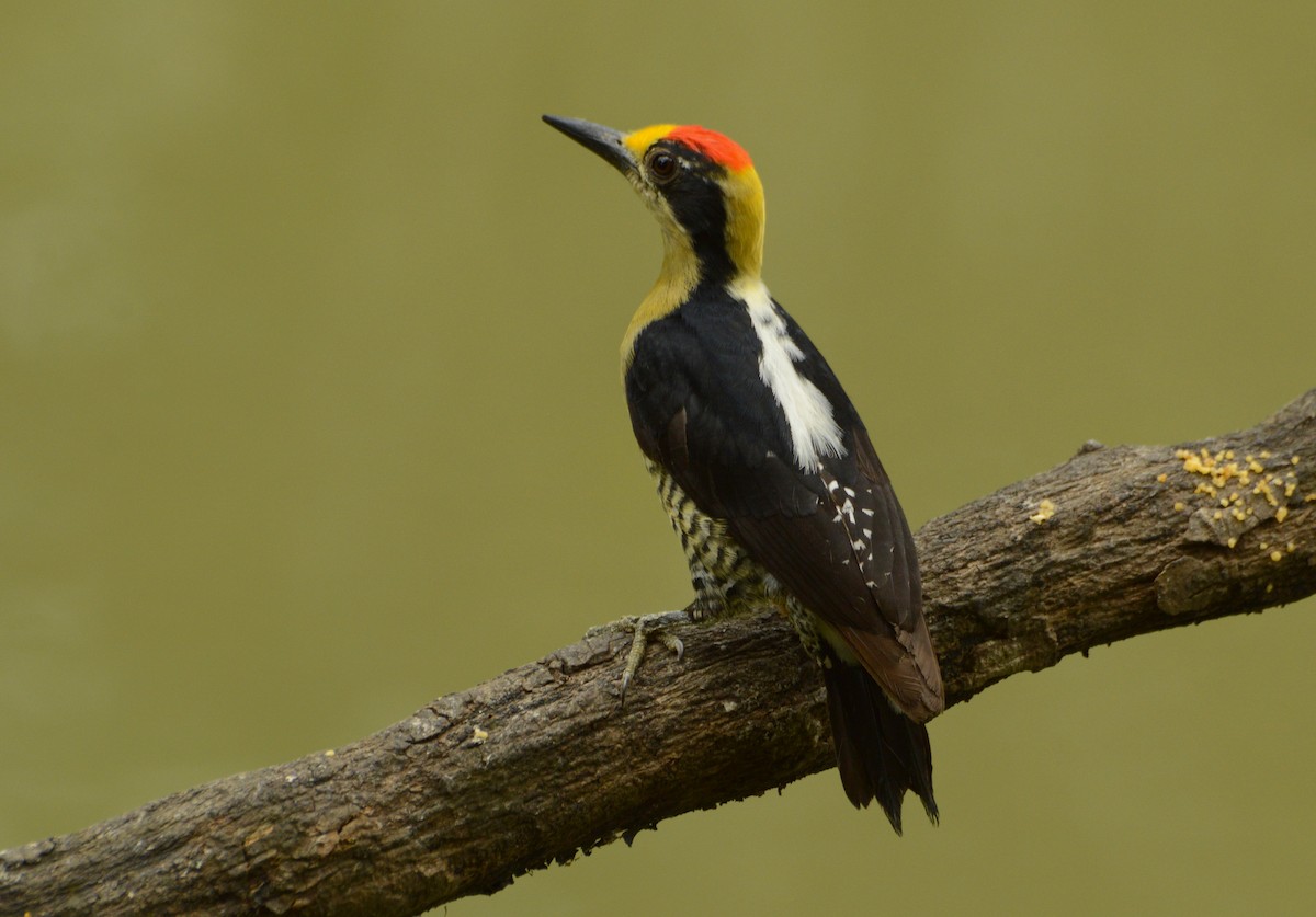 Golden-naped Woodpecker - Daniel Martínez