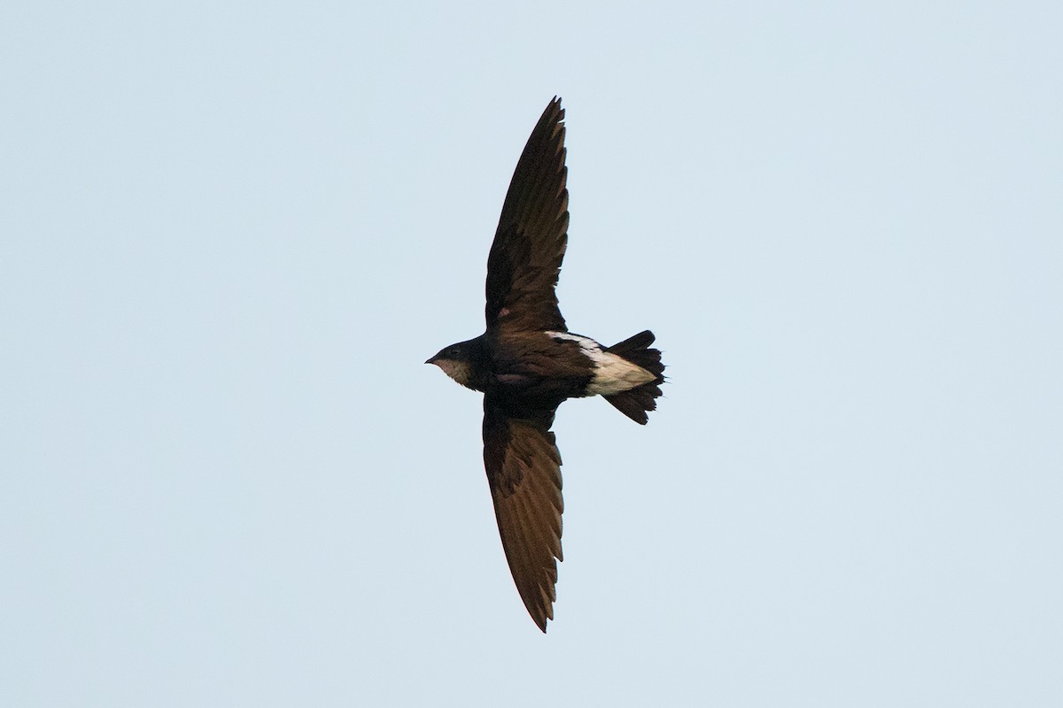 Silver-backed Needletail - ML142701201