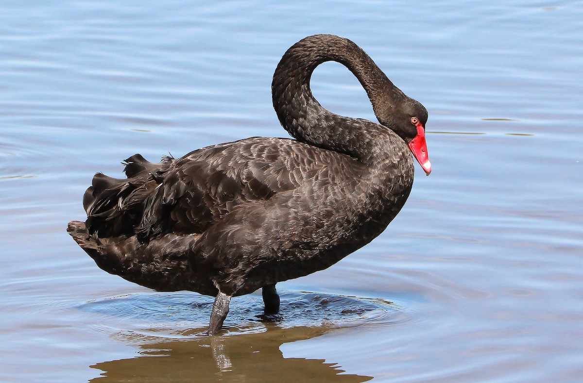 Black Swan - Sandra Gallienne