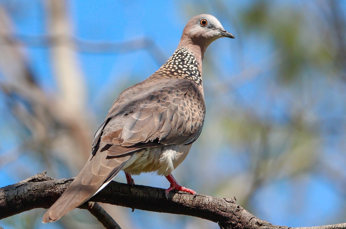 Spotted Dove - Sandra Gallienne