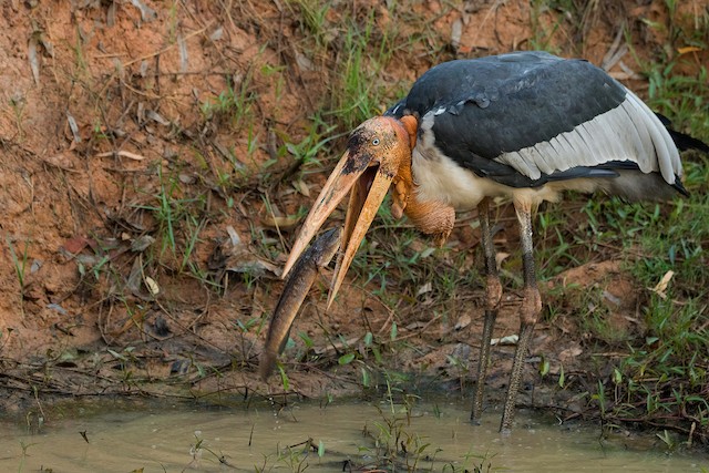 greater adjutant