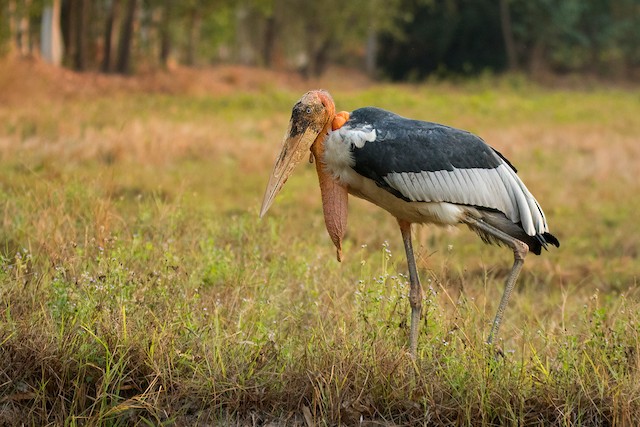 greater adjutant