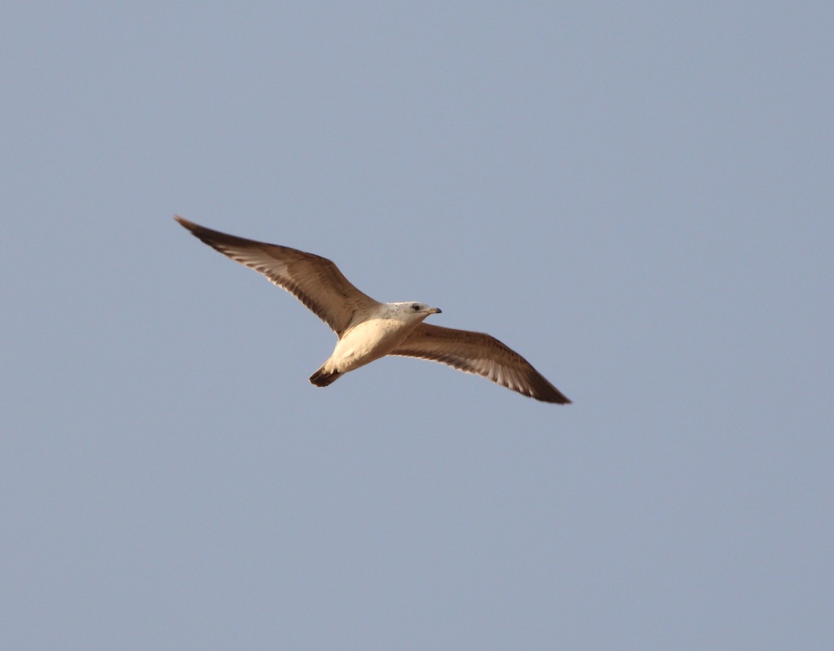 Ring-billed Gull - Anuar López