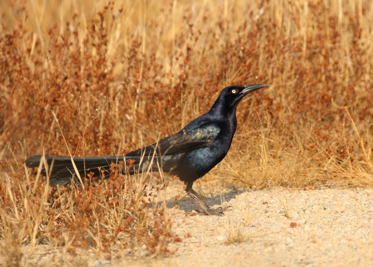 Great-tailed Grackle (Great-tailed) - Anuar López