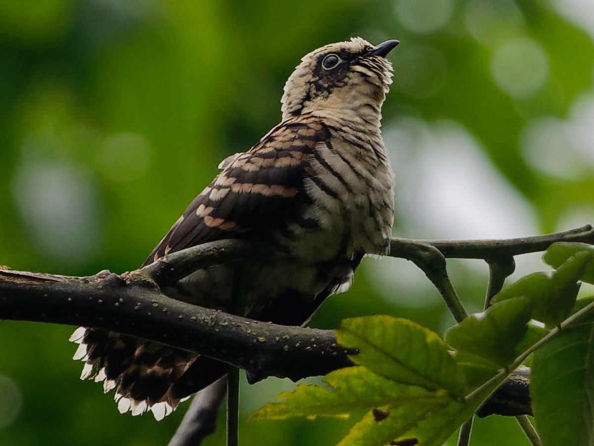 Indian Cuckoo eBird