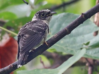 Молодая птица - Ang TH - ML142711381