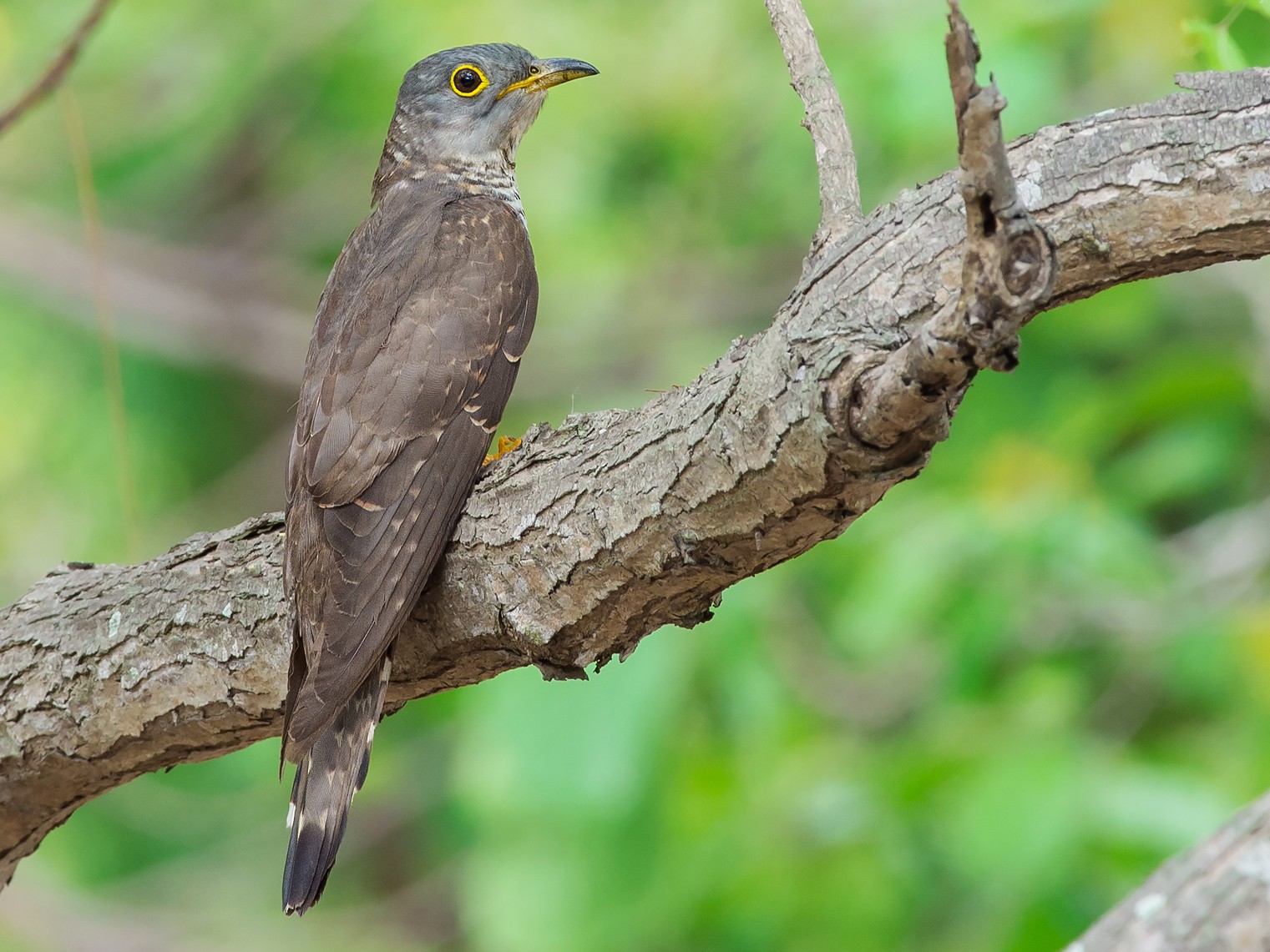 Indian Cuckoo - Natthaphat Chotjuckdikul