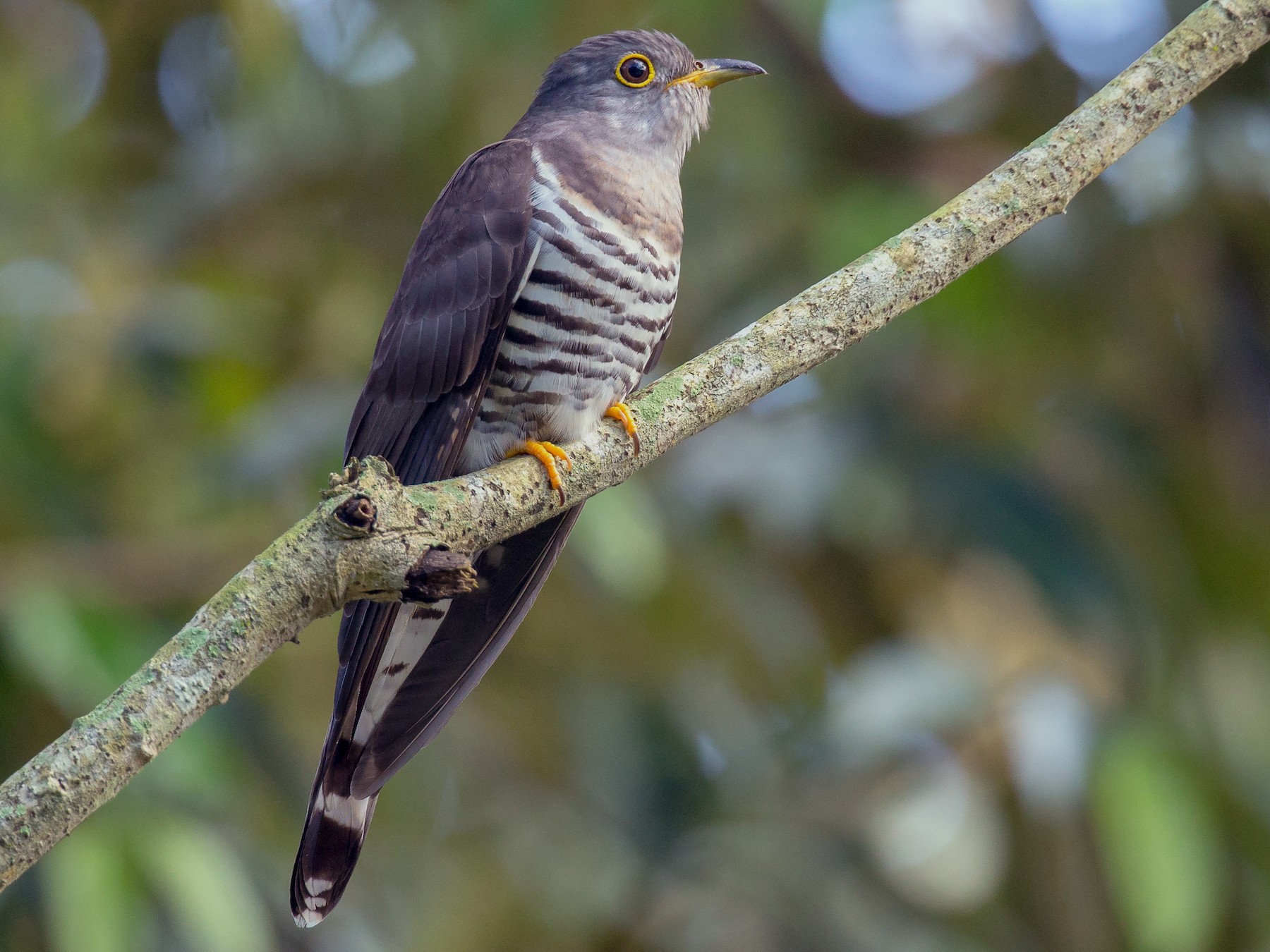 Indian Cuckoo - Adrian Silas Tay
