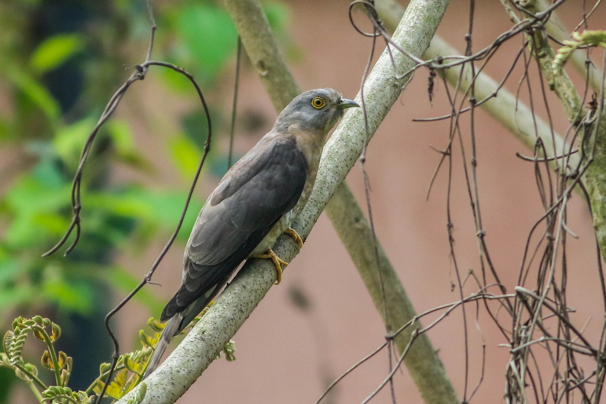 Common Hawk-Cuckoo - Rounak Patra