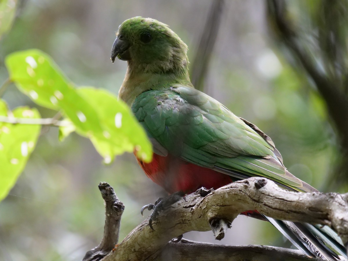 Australian King-Parrot - Frank Coman