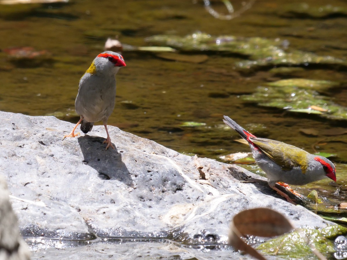 Red-browed Firetail - Frank Coman
