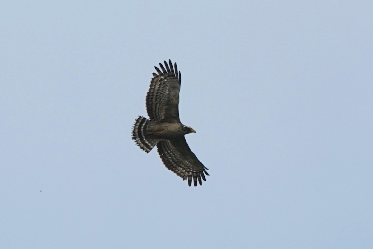 Crested Serpent-Eagle - ML142713371