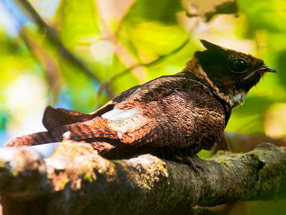 Great Eared-Nightjar - Biju PB