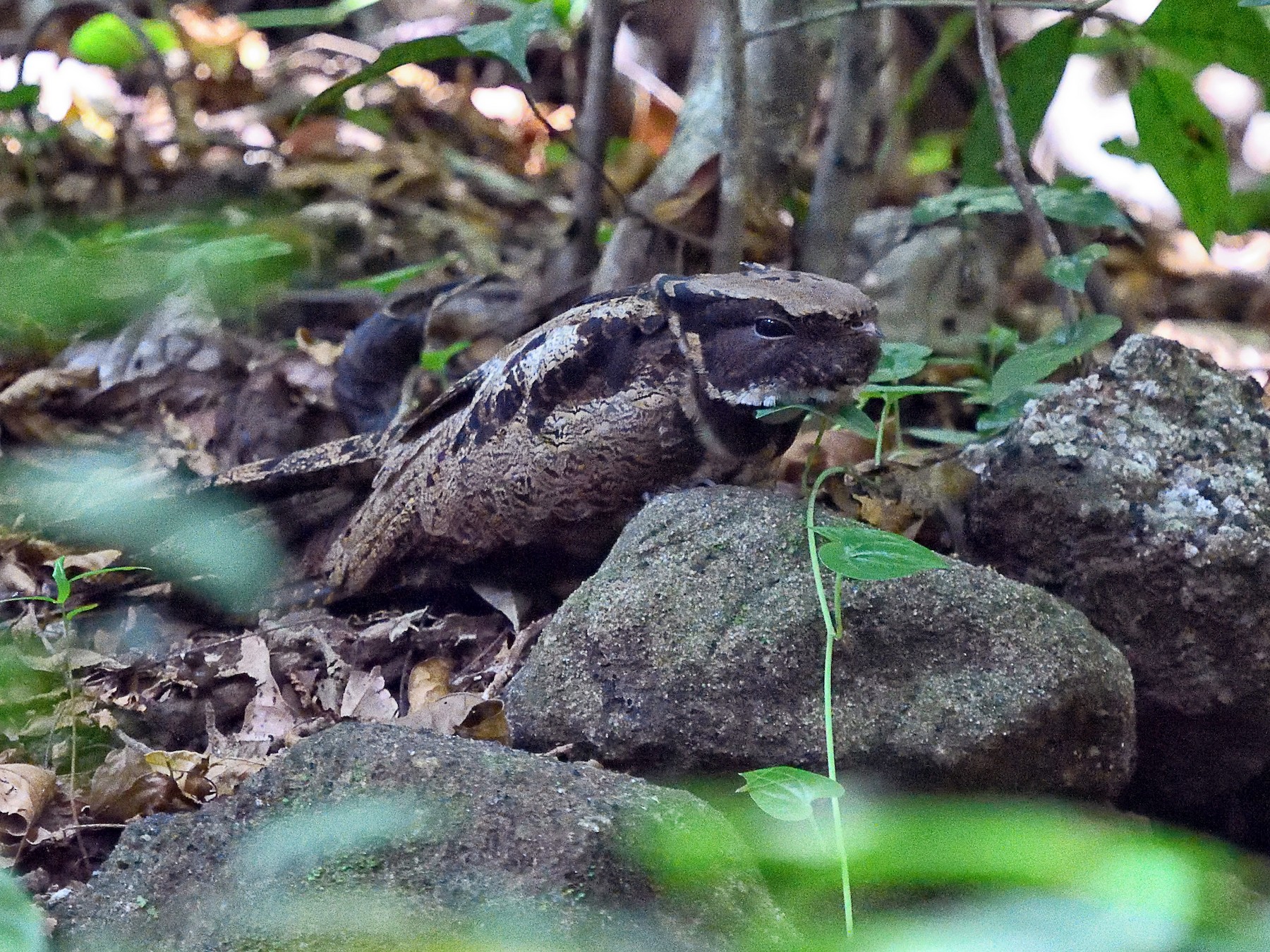 Great Eared-Nightjar - Mukundan Kizhakkemadham