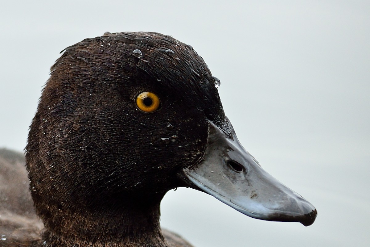 Tufted Duck - ML142717171