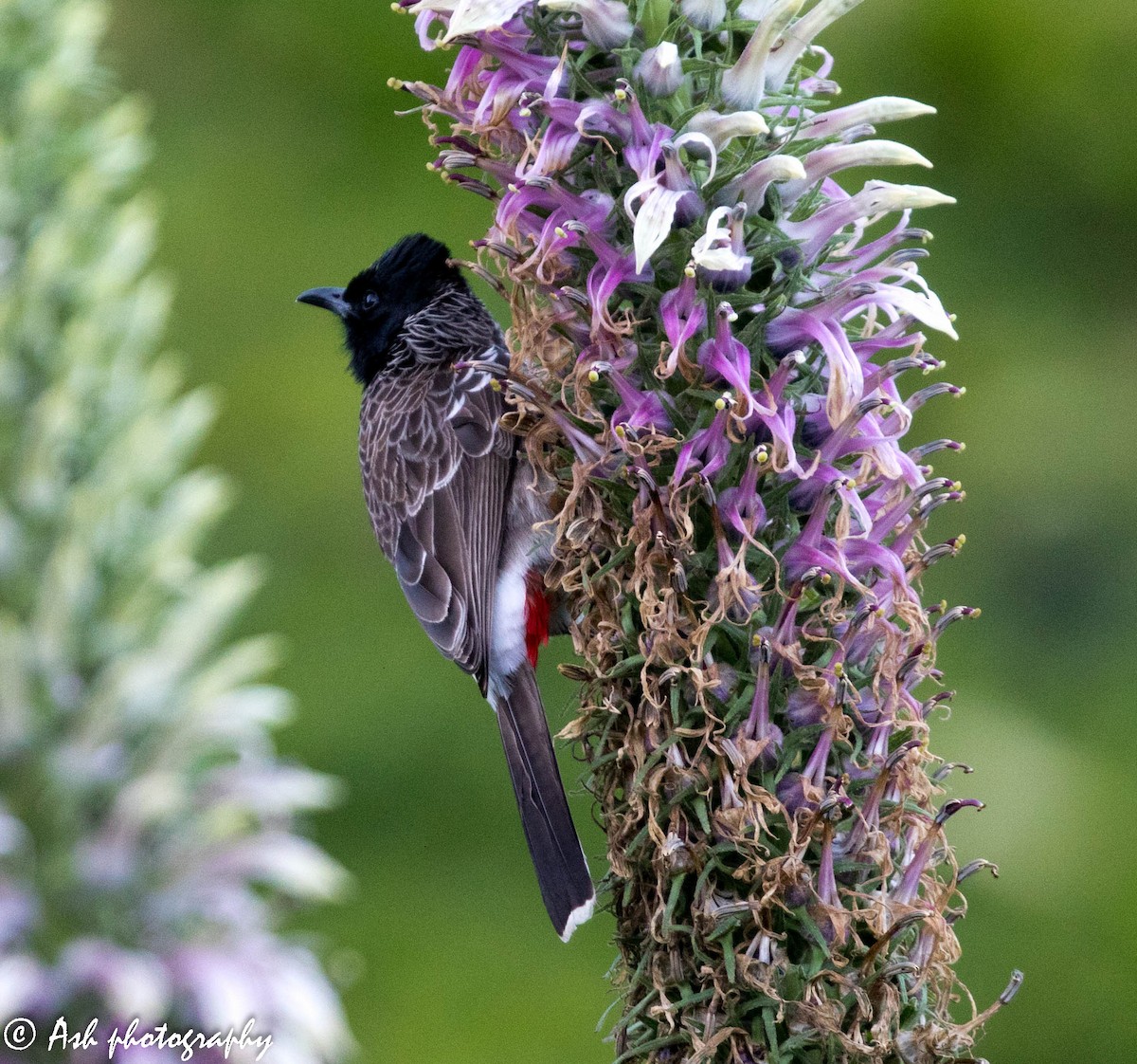 Red-vented Bulbul - ML142717681
