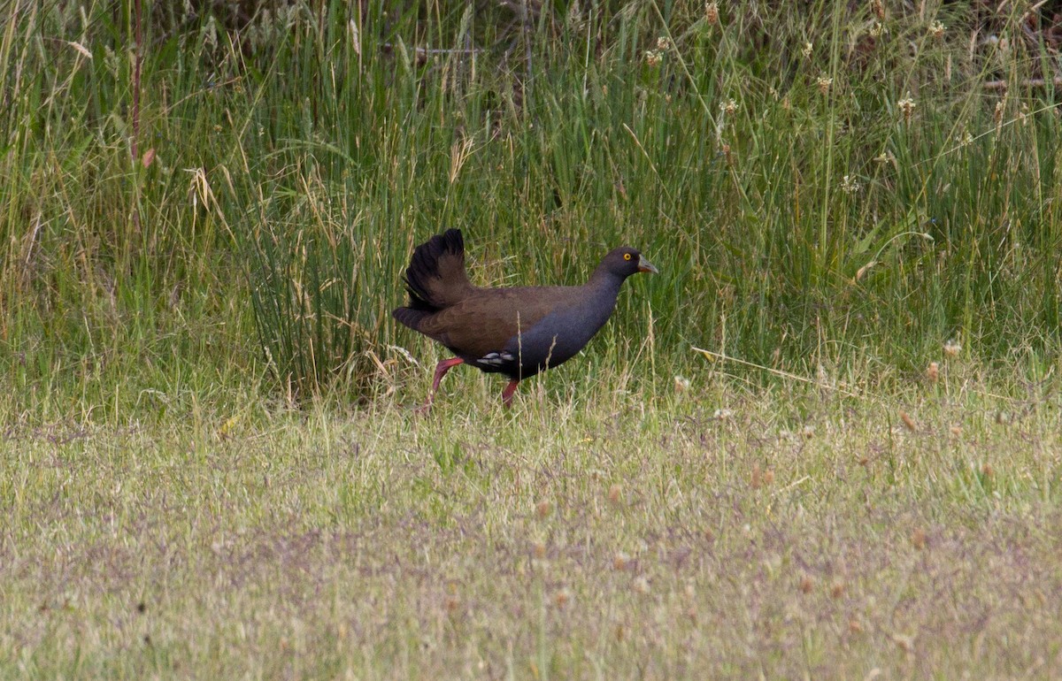 Black-tailed Nativehen - Hickson Fergusson