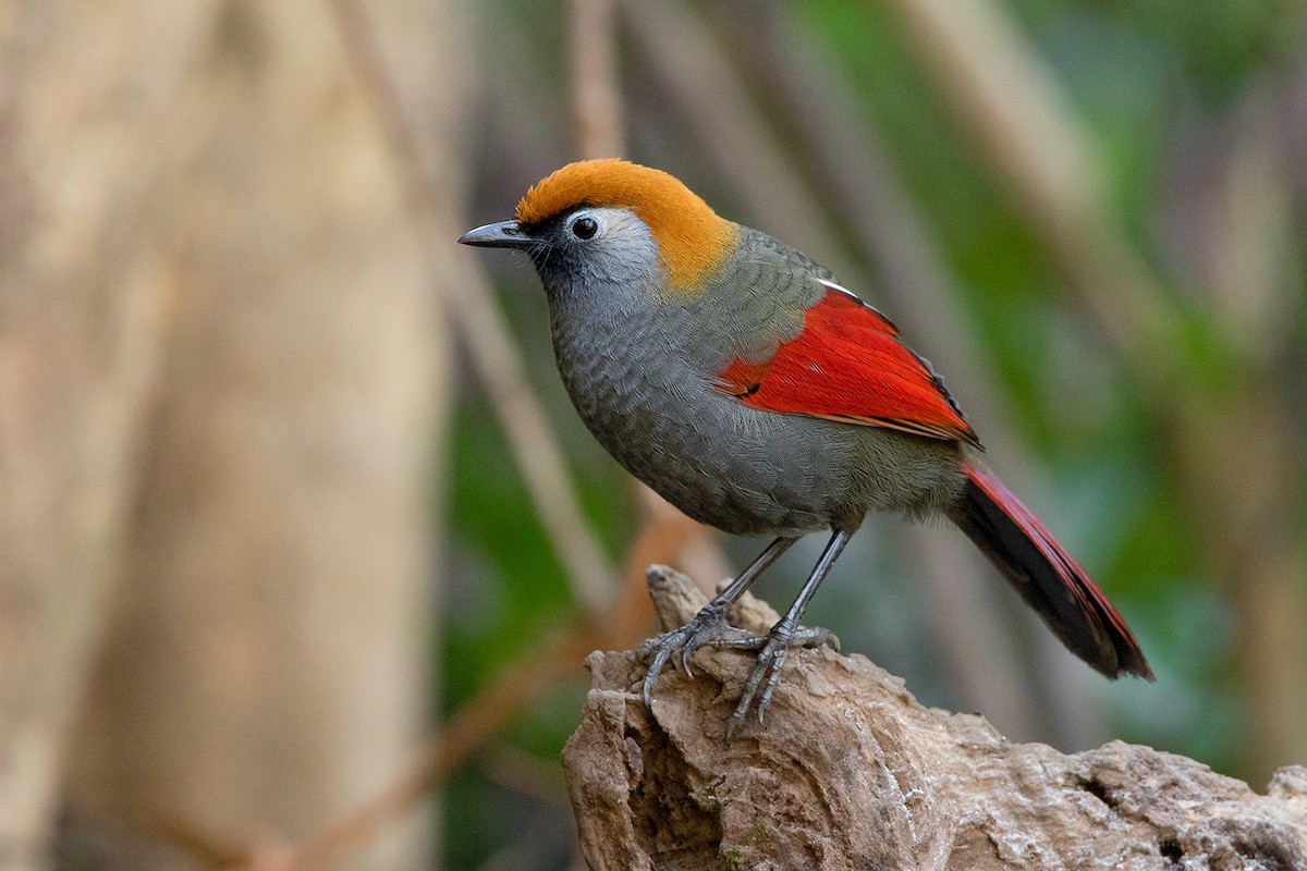 Red-tailed Laughingthrush - Ayuwat Jearwattanakanok